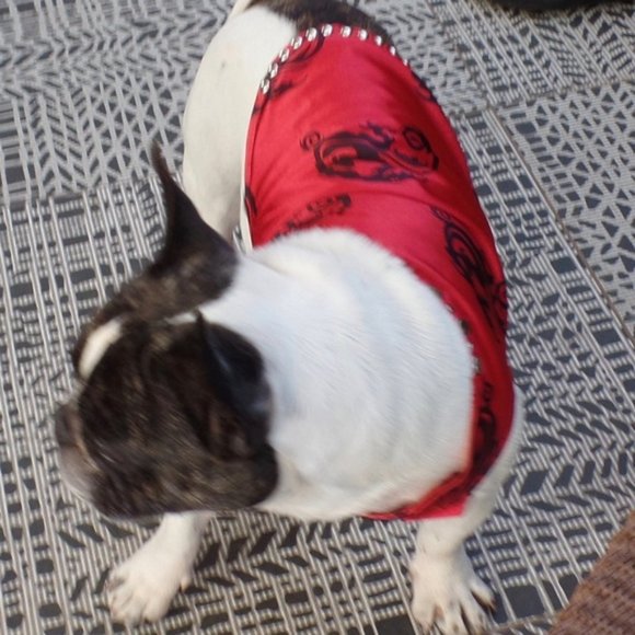 Dragon boy dog clothes new! - Picture 4 of 6